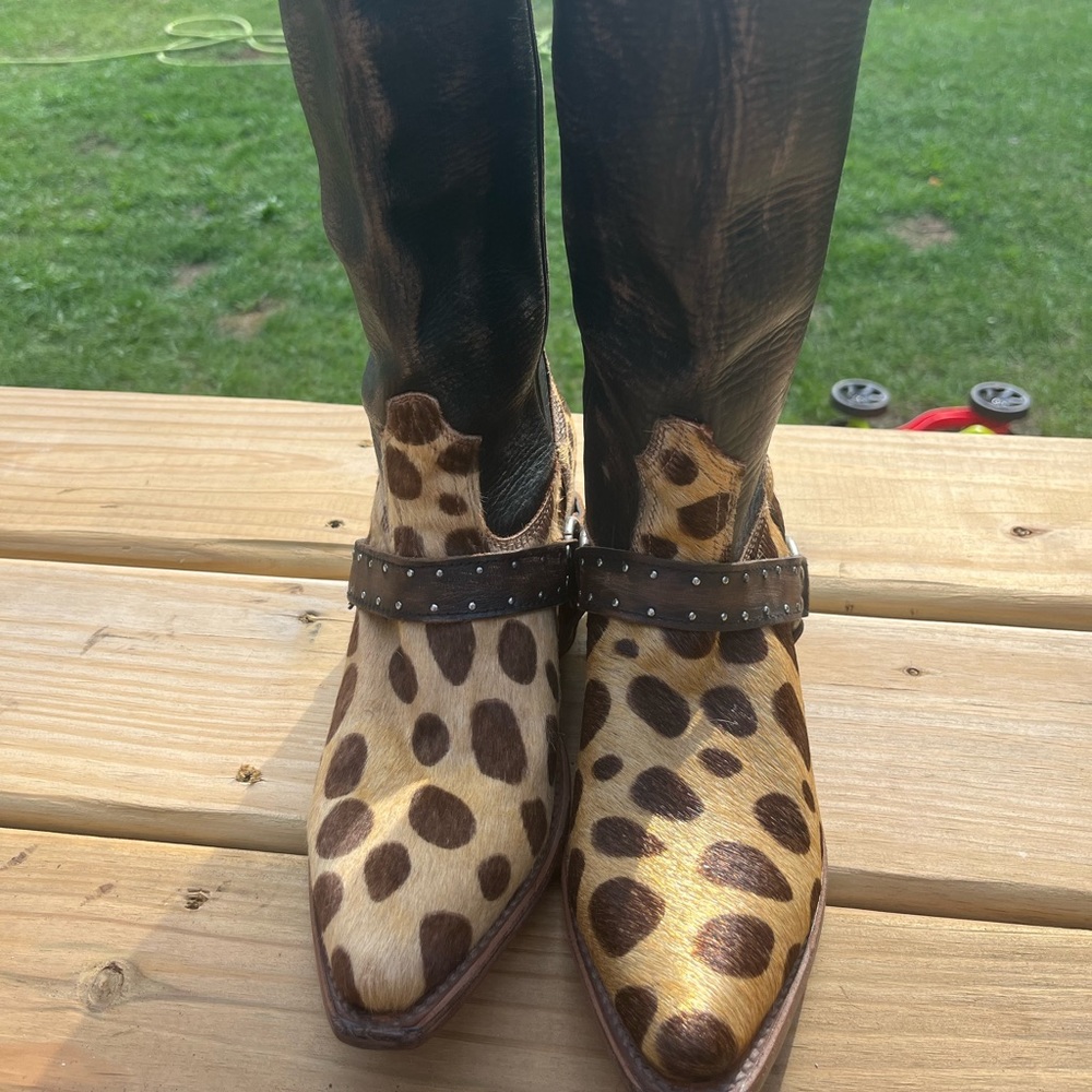 FreeBird lusitano 8